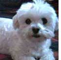Photo of Yetti the dog with white curly fur and dark eyes who assists at C. S. Lewis & Co. Publicists.